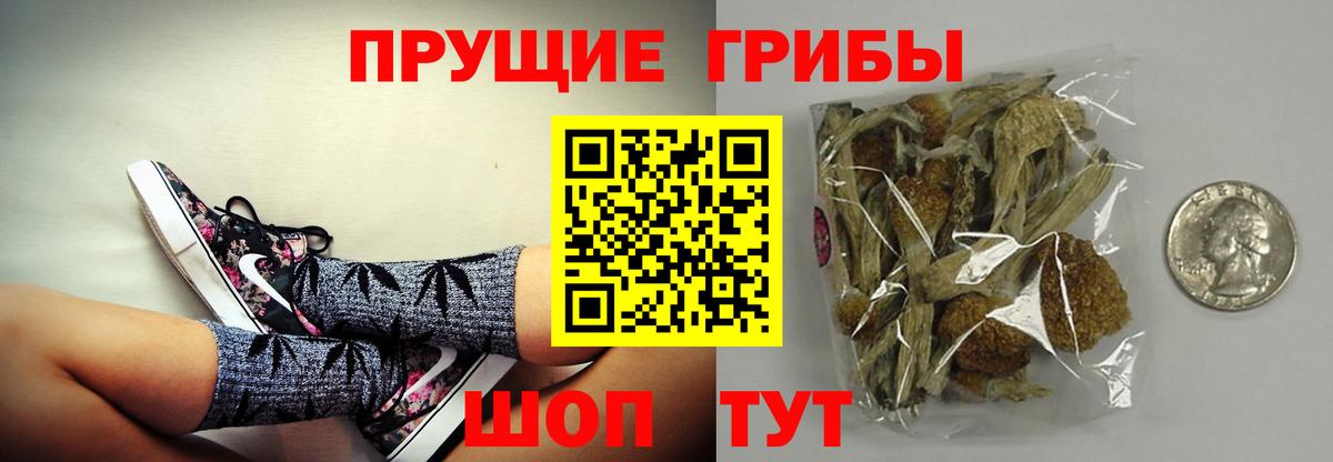 Галлюциногенные грибы Psilocybe Киржач
